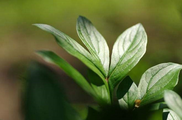 植物叶片色差测量